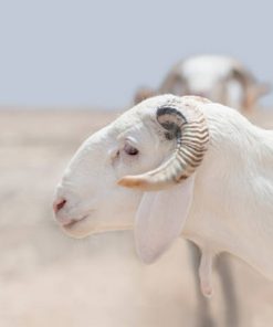 CHEVON/MUTTON PRODUCTS