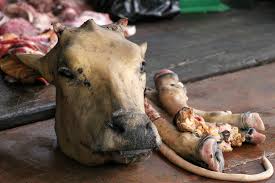 COW HEAD
